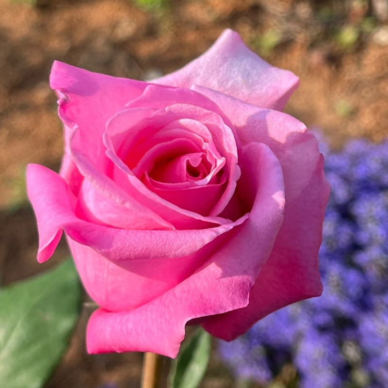 Momoka Rose