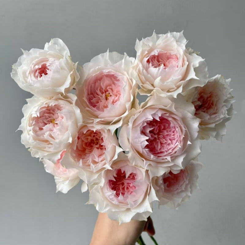 Monique Darve Rose