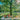 Honeycrisp Apple Trees（4-5 feet） ornamental plant in garden