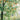 Honeycrisp Apple Trees（4-5 feet） ornamental plant in garden