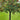 Honeycrisp Apple Trees（4-5 feet） growing in container