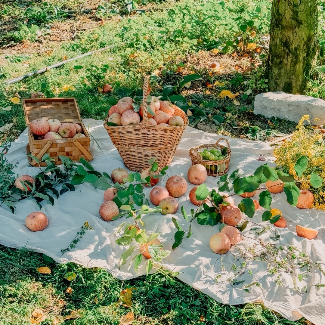 Honeycrisp Apple Trees（4-5 feet）