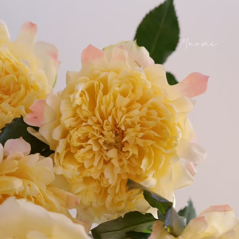 Fireworks Ruffle Rose