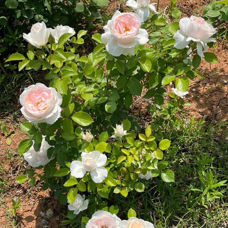 Blush Veranda Rose – Elegant Garden Rose – Fast-growing-Plant