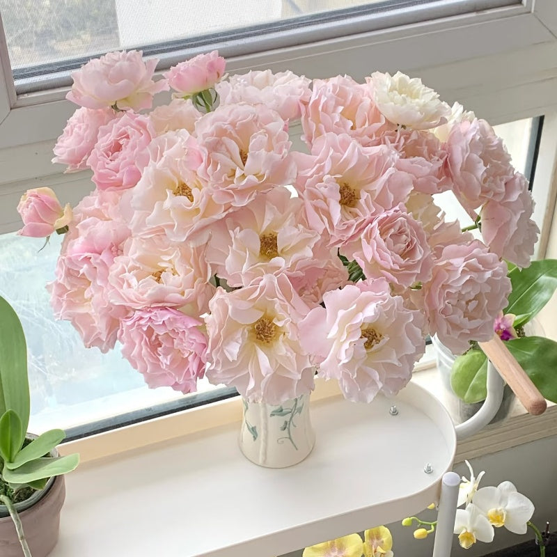 Chouchou Rose