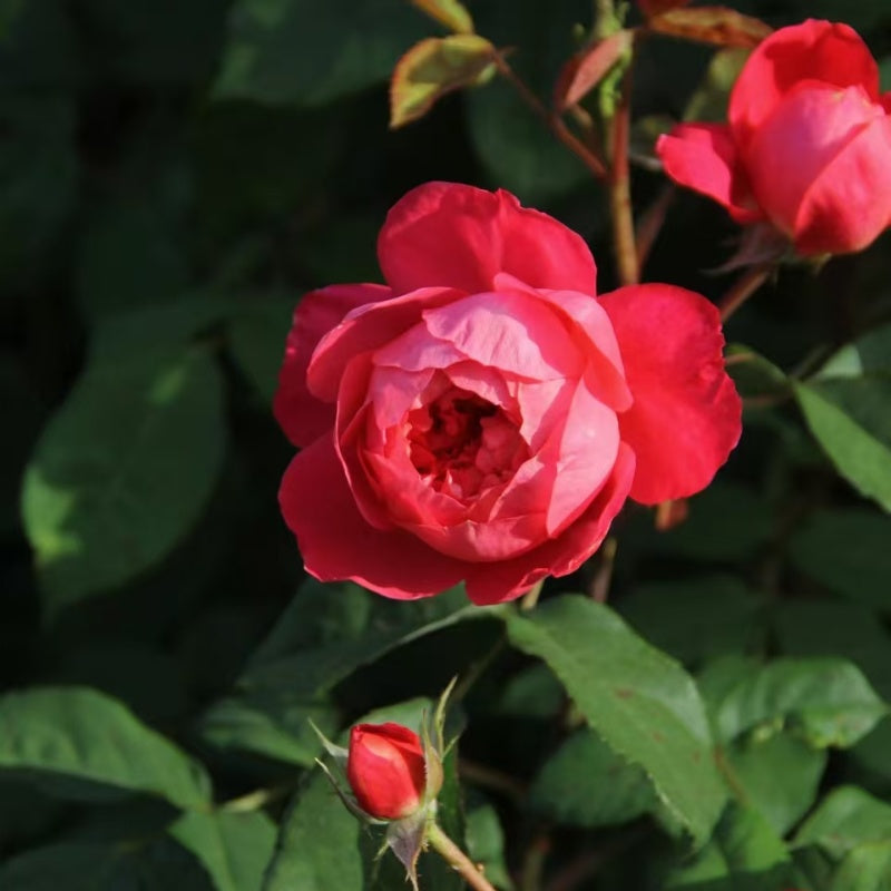 Benjamin Britten Rose