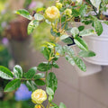Eclaire Rose