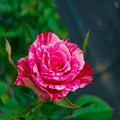 Pink Intuition Rose
