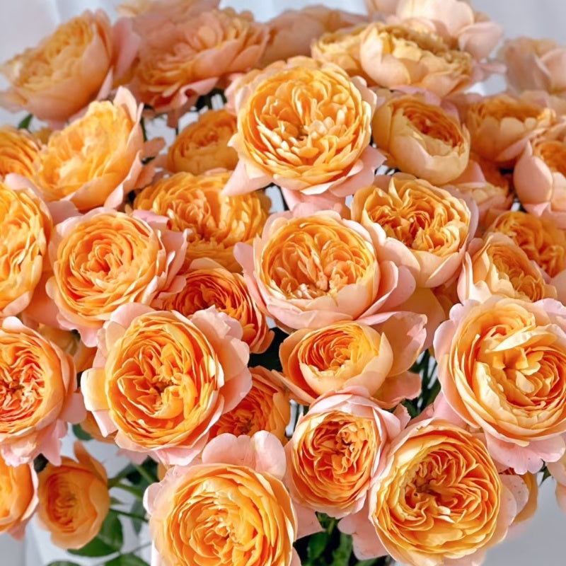 Juicy Terrazza Rose