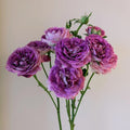 Huddersfield Choral Society Rose