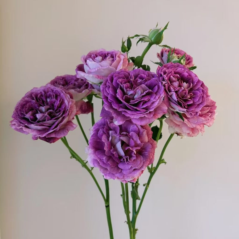 Huddersfield Choral Society Rose