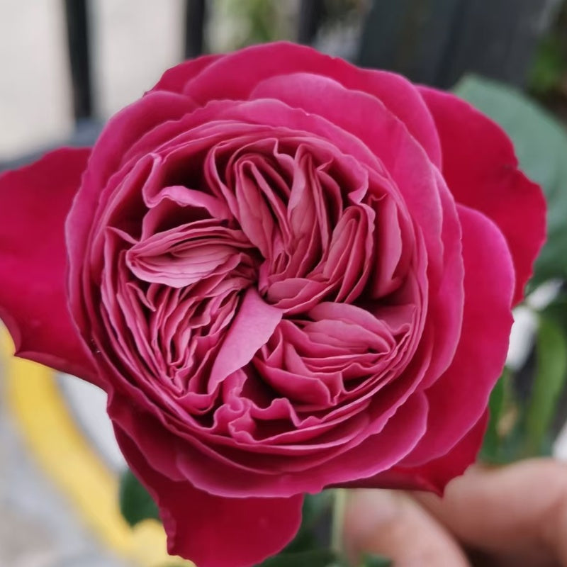 Party Trendsetter Rose