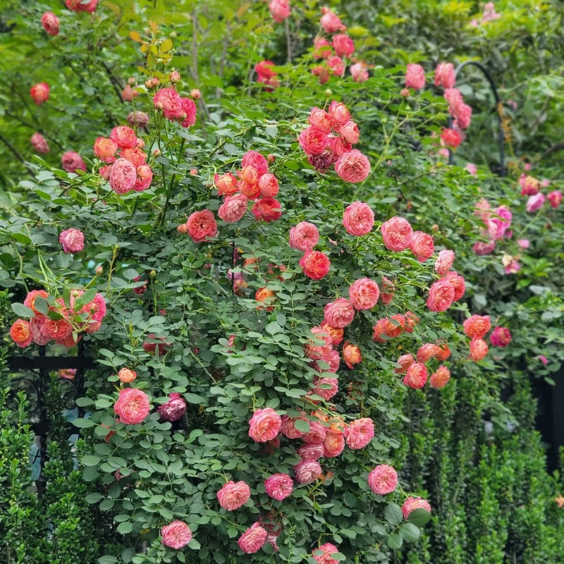 Baby Romantica Rose
