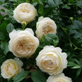 Claire Austin Rose