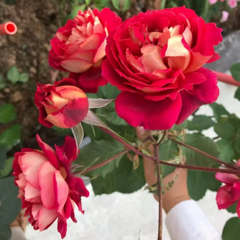 Docteurs Massad Rose