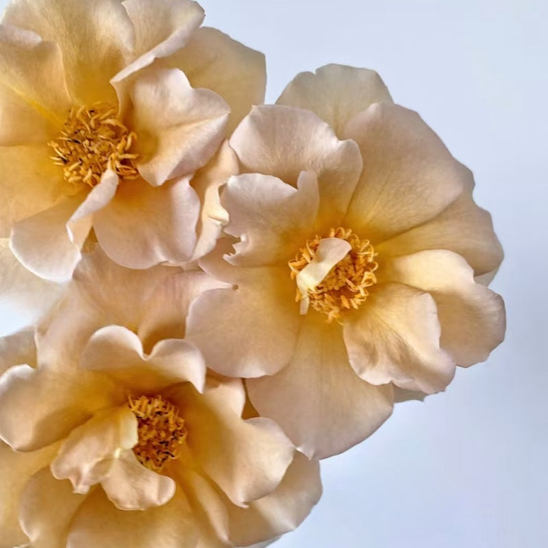 Event d’Or Rose