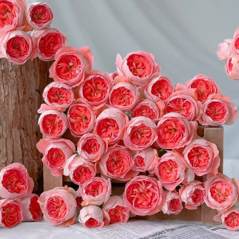 Nova King Terrazza Rose