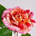 All American Magic Rose