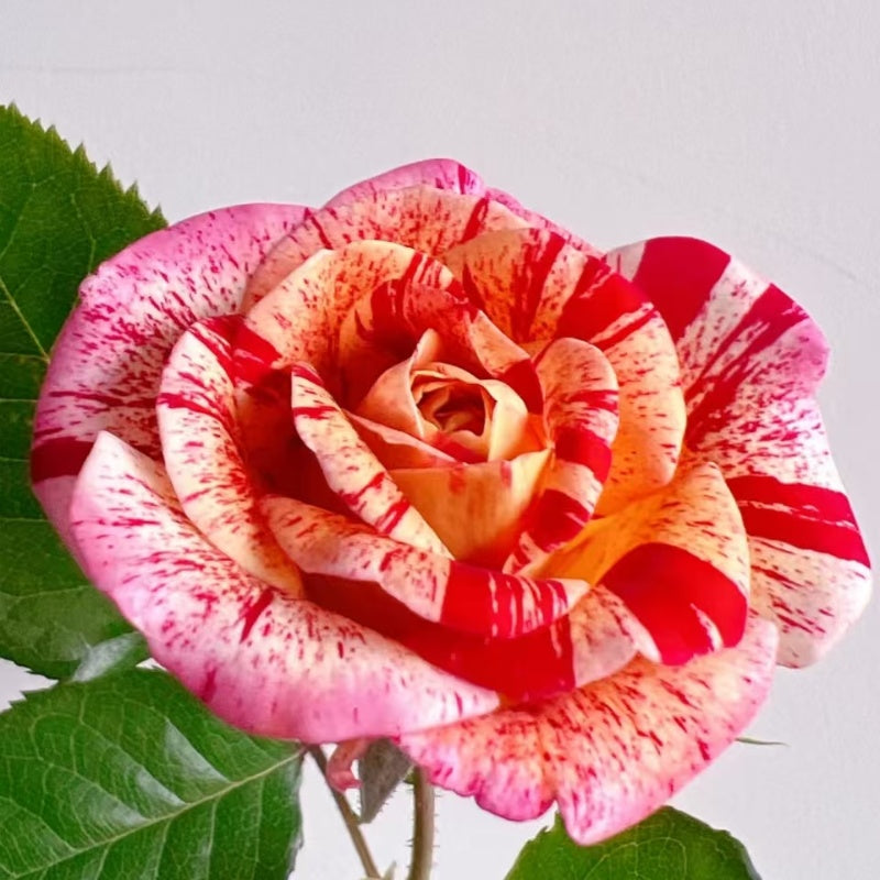 All American Magic Rose