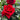 Republique de Montmartre Rose garden rose with elegant blooms