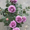 Mercury King Terrazza Rose