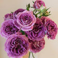 Huddersfield Choral Society Rose