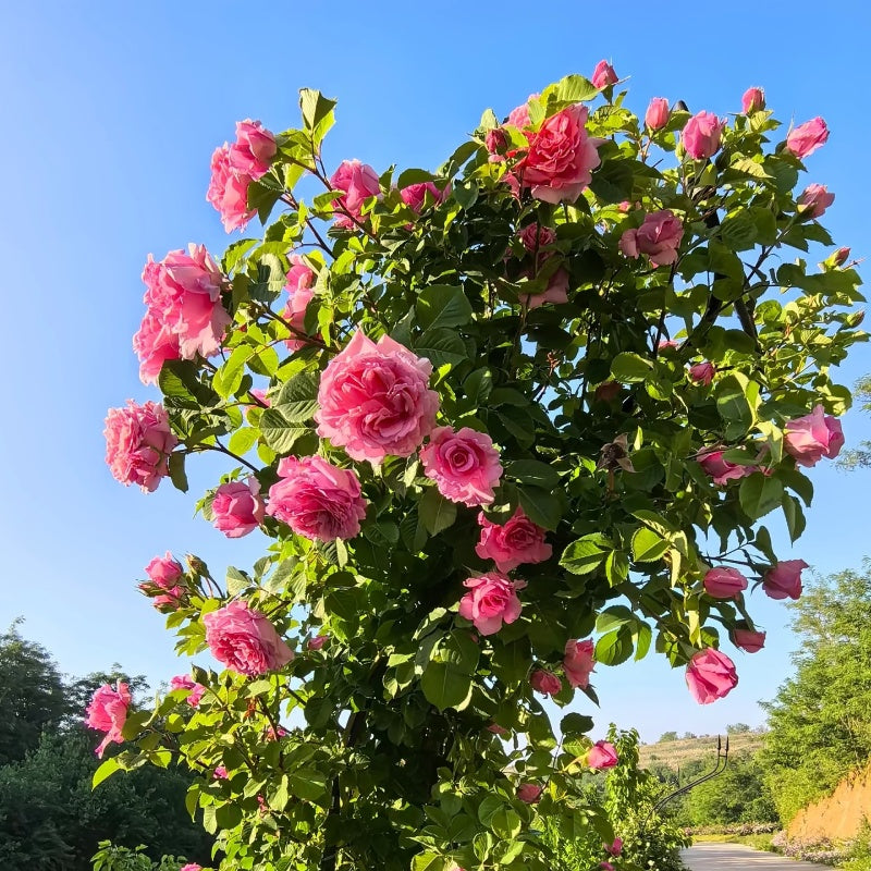 Bienvenue Rose