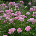 Villa Muze Rose