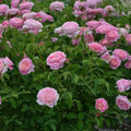Villa Muze Rose