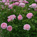 Villa Muze Rose