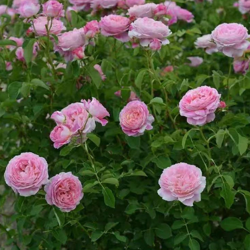 Villa Muze Rose