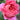 Emma Bridgewater Rose garden rose with elegant blooms