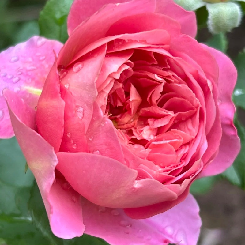 Emma Bridgewater Rose