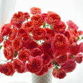 Living Coral Rose