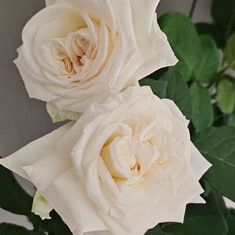 White O’Hara Rose