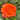 Orange Romantica Rose garden rose with elegant blooms