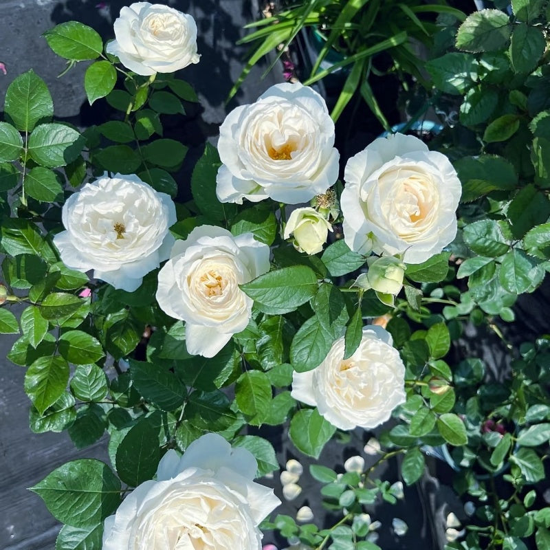 Wedding Road Rose/Cloche de Mariage Rose