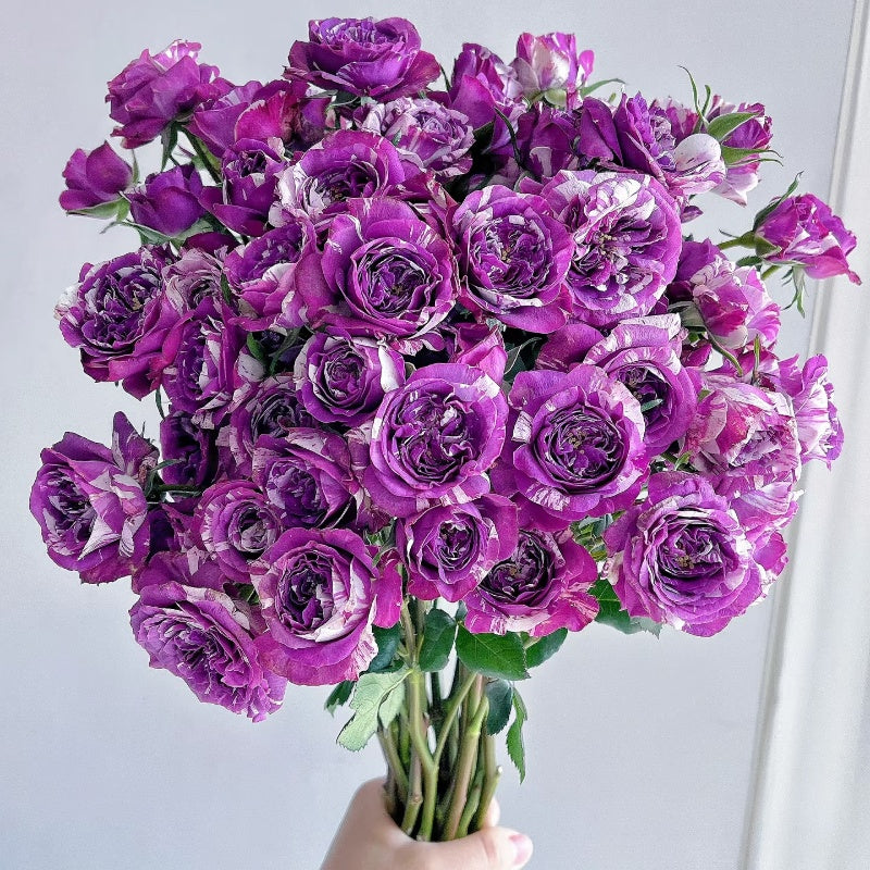 Scented Jewel Rose