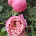Pin-up Rose