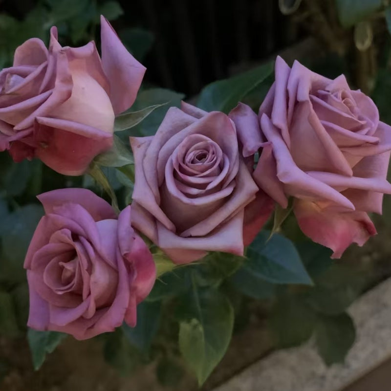 Scenta Rose