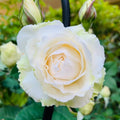 Purity Rose
