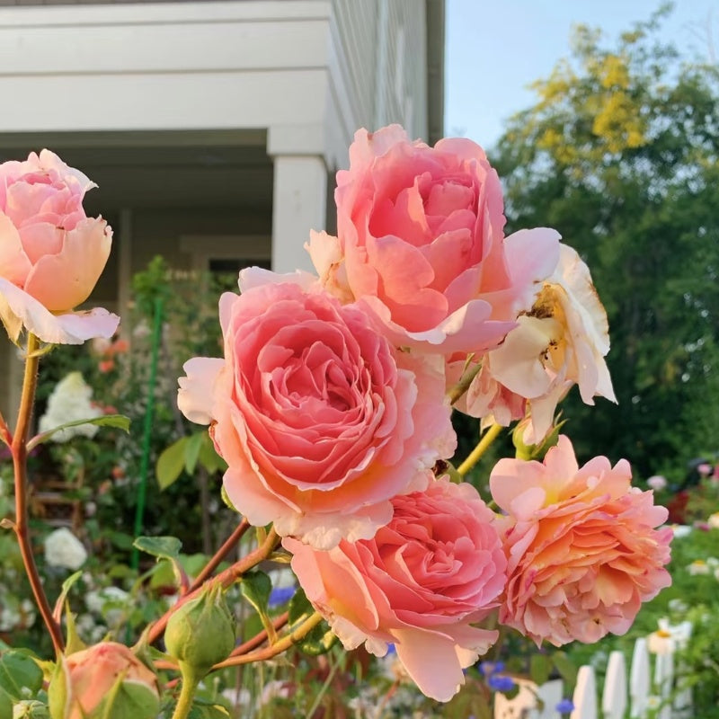 Abraham Darby Rose