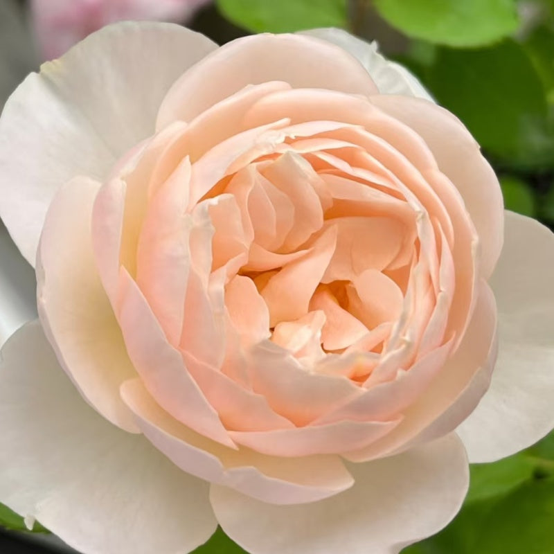 The Shepherdess Rose