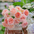 Jules Verne Rose