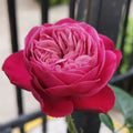 Party Trendsetter Rose