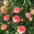 Rosomane Janon Rose