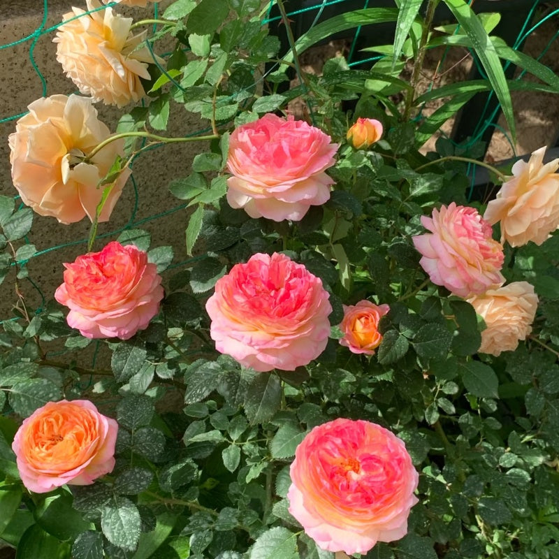 Rosomane Janon Rose