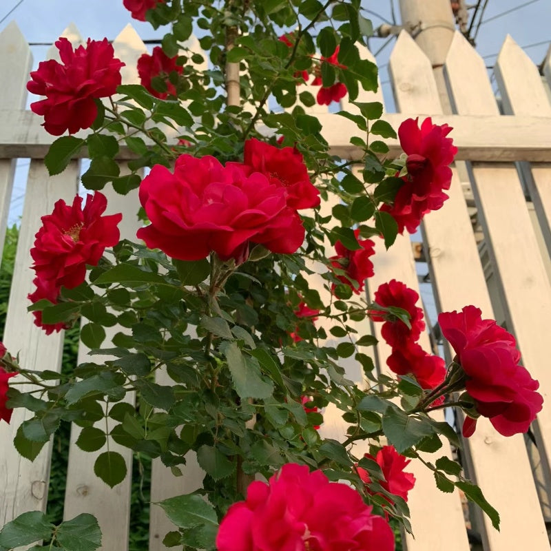 Lusuh Roses Lushuo Red Rose – Elegant Garden Rose – Fast-growing-Plant