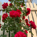 Lushuo Red  Rose
