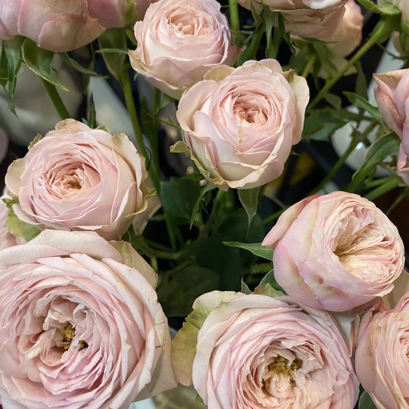Royal Blush Rose